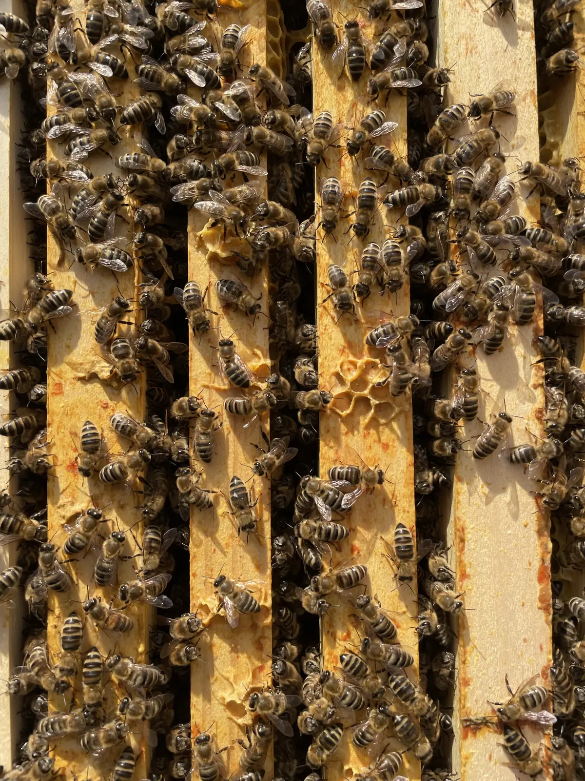 Honigbienen auf den Oberträgern einer Beute