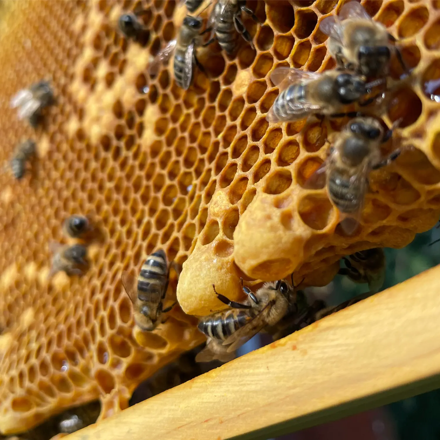 Nahaufnahme einer von Bienen gebauten Honigwabe