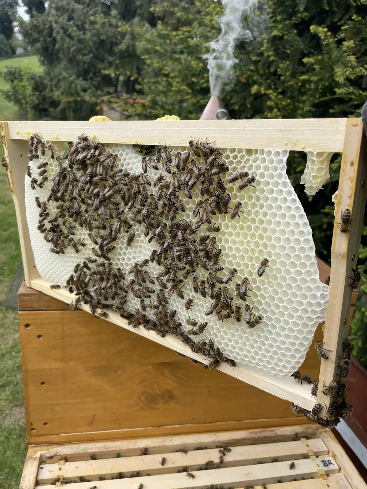 Frisch ausgebautes Wabenrähmchen mit Bienen