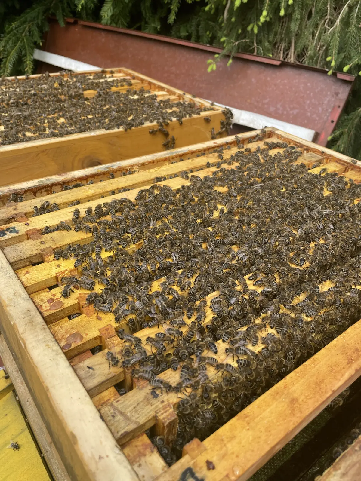 Geöffnete Bienenbeute mit dicht besetzten Rähmchen